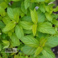 Mentha spicata `Swiss Mint`-rohemünt