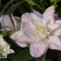 Lilium oriental `Sunny Double Bounty`-idaliilia