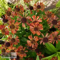 Helenium Mariachi `Siesta` -heleenium