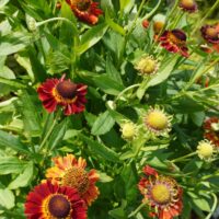 Helenium Mariachi `Salsa`-heleenium