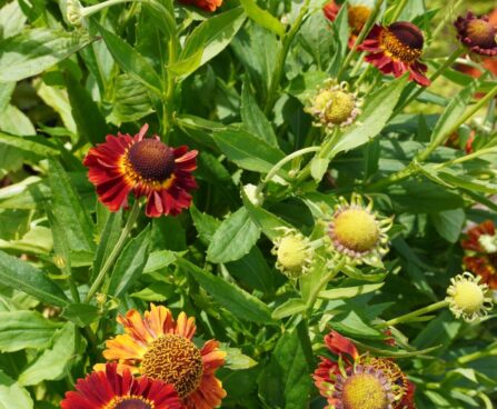 Helenium Mariachi `Salsa`-heleenium