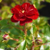 Rosa `Miniature Red` -pinnakatteroos