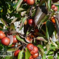 Malus `Elina`-õunapuu 1