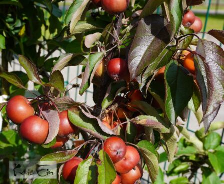 Malus `Elina`-õunapuu 1
