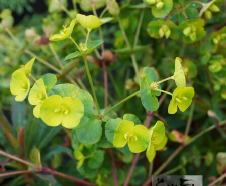 Euphorbia amygdaloides `Purpurea` -mandel-piimalill (2)