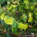 Euphorbia amygdaloides `Purpurea` -mandel-piimalill (2)