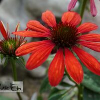 Echinacea `Red Pearl`