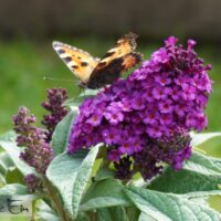 Buddleja davidii `Butterfly Candy Little Magenta` 2
