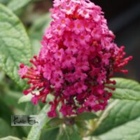 Buddleja davidii `Butterfly Candy Little Ruby`