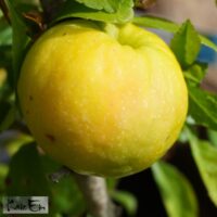 Chaenomeles japonica `Rondo`-jaapani ebaküdoonia