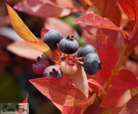 Vaccinium corymbosum `Hannah`s Choice`