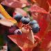 Vaccinium corymbosum `Hannah`s Choice`