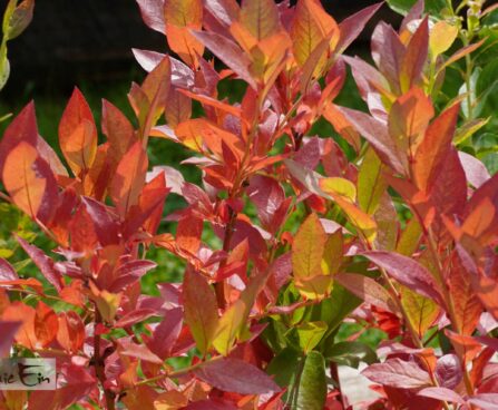 Vaccinium corymbosum `Hannah`s Choice`-mustikas sügisvärvid