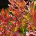 Vaccinium corymbosum `Hannah`s Choice`-mustikas sügisvärvid