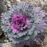 Brassica oleracea var. acephala- dekoratiivkapsas