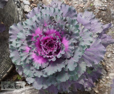 Brassica oleracea var. acephala- dekoratiivkapsas