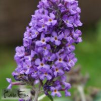 Buddleja davidii `Free Petite Blue Heaven`2