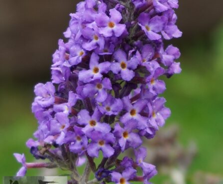 Buddleja davidii `Free Petite Blue Heaven`2
