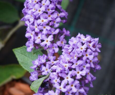 Buddleja davidii `Free Petite Blue Heaven`