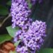 Buddleja davidii `Free Petite Blue Heaven`