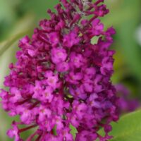 Buddleja davidii `SugarPlum`2
