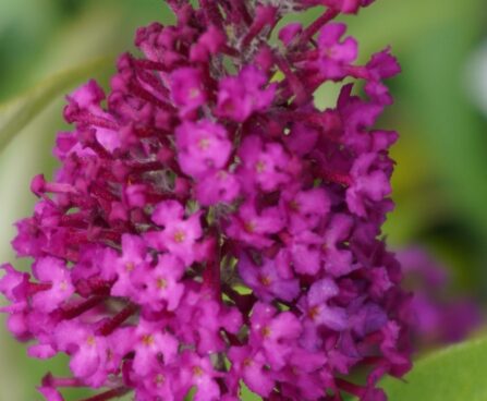 Buddleja davidii `SugarPlum`2