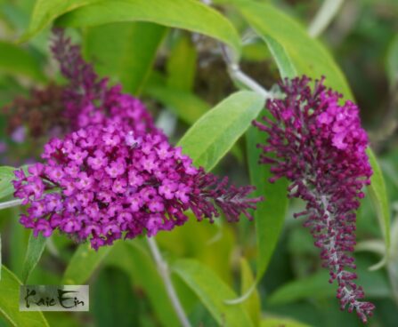 Buddleja davidii `SugarPlum`