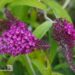 Buddleja davidii `SugarPlum`