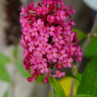 Buddleja davidii `Prince Charming`2