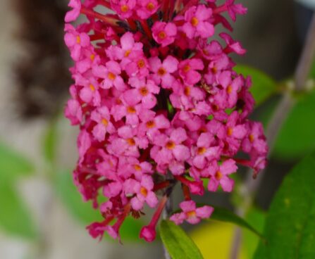 Buddleja davidii `Prince Charming`2