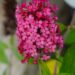 Buddleja davidii `Prince Charming`2
