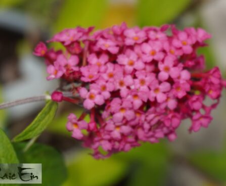 Buddleja davidii `Prince Charming`