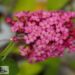 Buddleja davidii `Prince Charming`