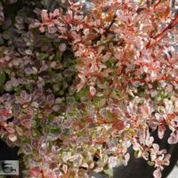 Berberis thunbergii `Pink Bird`.Thunbergi kukerpuu