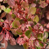 Berberis thunbergii `Natasza` -Thunbergi kukerpuu