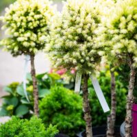 Picea_glauca kanada kuusk PA