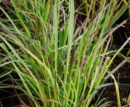 Schizachyrium scoparium `Standing Ovation`-tihe sinikõrs