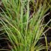 Schizachyrium scoparium `Standing Ovation`-tihe sinikõrs
