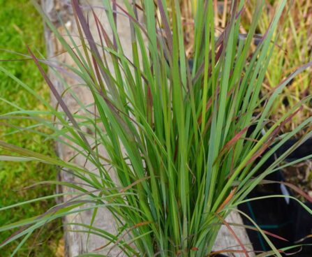 Schizachyrium scoparium `Standing Ovation`-tihe sinikõrs.jpg2