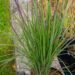 Schizachyrium scoparium `Standing Ovation`-tihe sinikõrs.jpg2