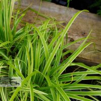 Carex oshimensis`Goldwell` - oshiima tarn