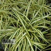 Carex oshimensis `Maxigold`-oshiima tarn