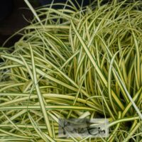 Carex oshimensis `Evergold`-oshiima tarn