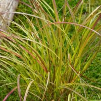 Miscanthus sinensis `Adagio`-hiina siidpööris