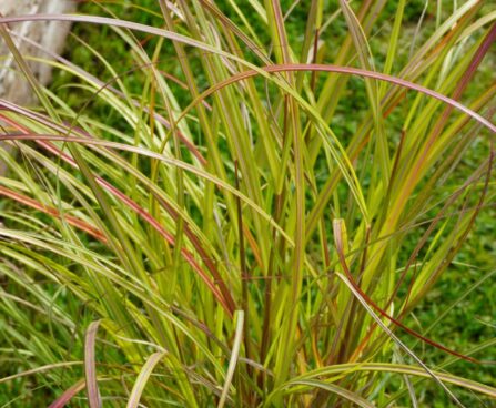 Miscanthus sinensis `Adagio`-hiina siidpööris