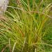 Miscanthus sinensis `Adagio`-hiina siidpööris
