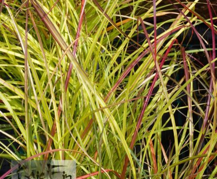 Miscanthus sinensis `Adagio`-hiina siidpööris2