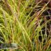 Miscanthus sinensis `Adagio`-hiina siidpööris2