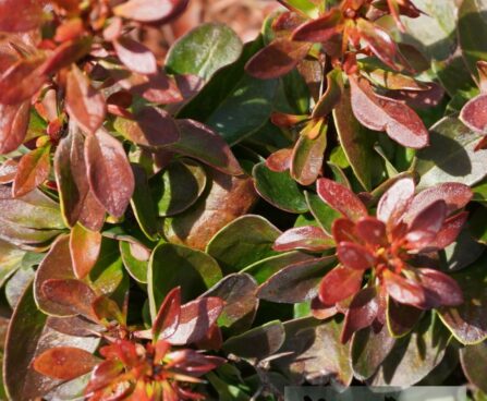 Berberis thunbergii `Bagatelle` -Thunbergi kukerpuu.jpg2