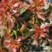 Berberis thunbergii `Bagatelle` -Thunbergi kukerpuu.jpg2